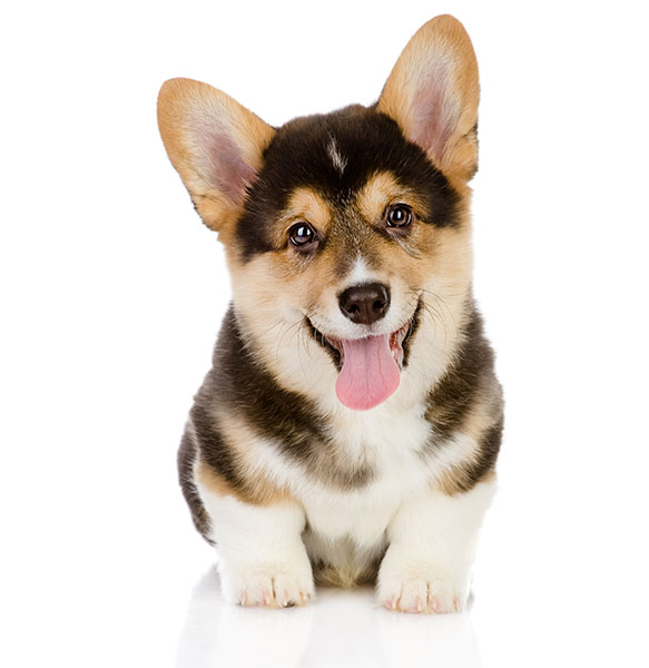corgi breed info