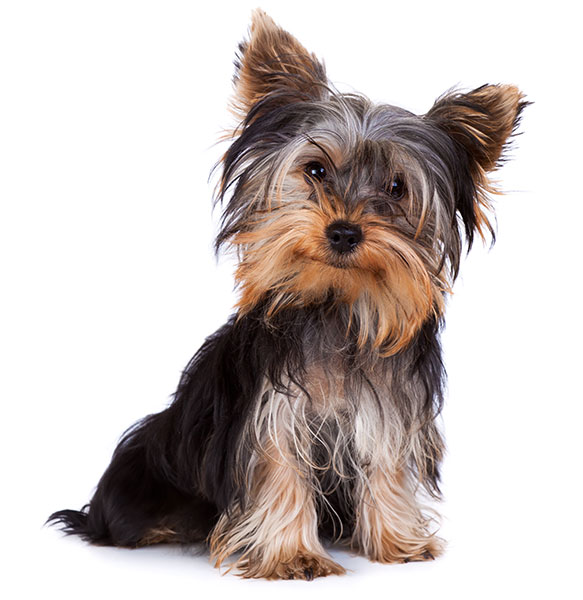 Yorkiepoo Breed Facts, Information, and Characteristics PuppySpot