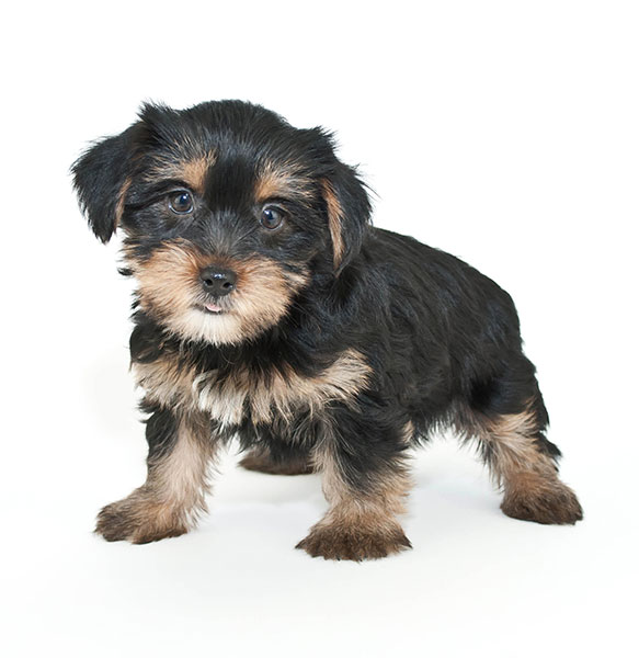Morkie
