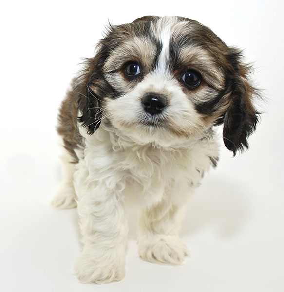 Cavachon