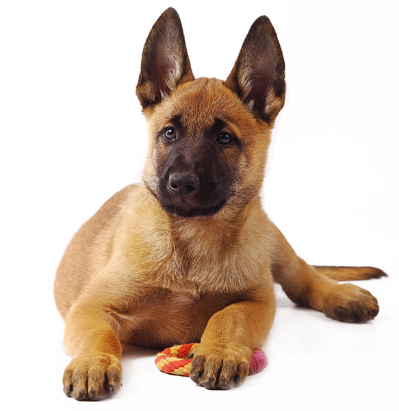 Belgian Malinois