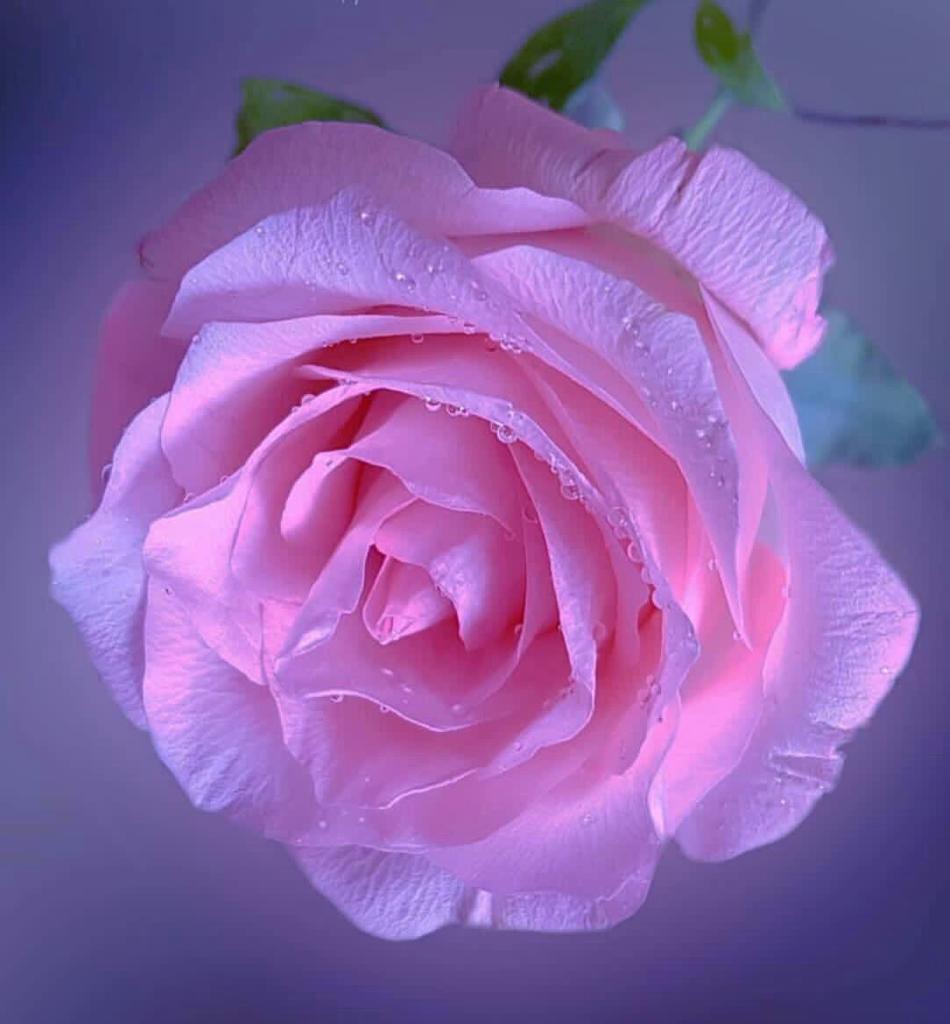 uploaded image
