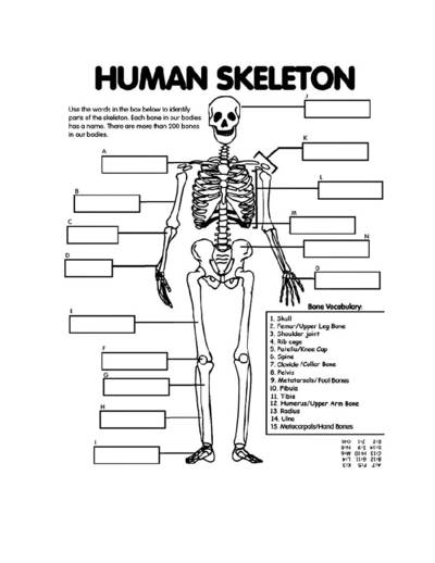 Human Skeleton Quiz | Human Anatomy Quiz - Quizizz