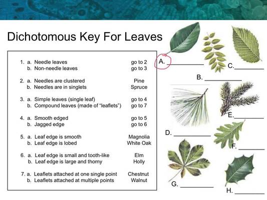 Printables Dichotomous Key Worksheets plant dichotomous key worksheet davezan quizizz question set keys