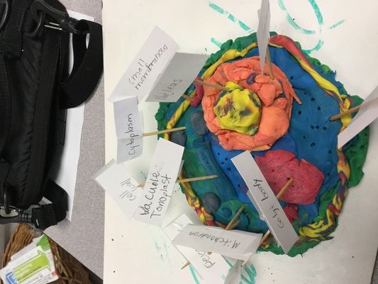 Cell Riddles Worksheet Answers Life Science - A Worksheet Blog