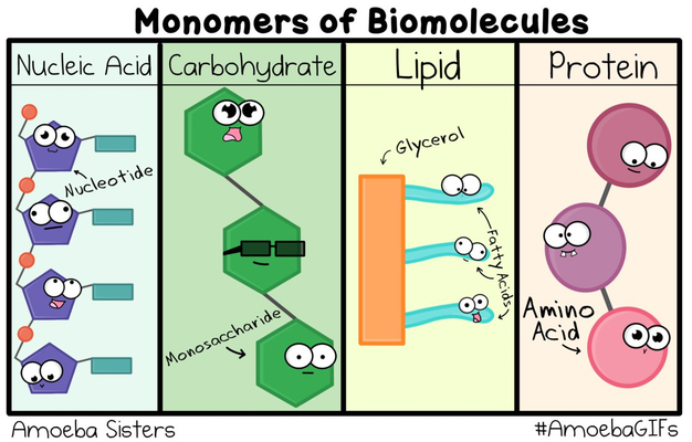 Biomolecules | Biology Quiz - Quizizz Biomolecules | Biology Quiz - Quizizz