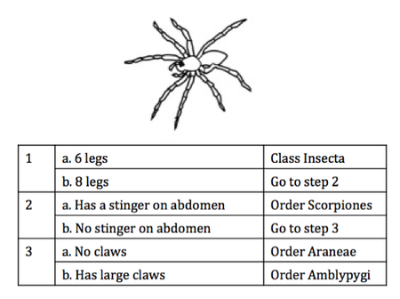 Printables Dichotomous Key dichotomous key homework an illustration and a are given what is the correct classification for this organism quizizz