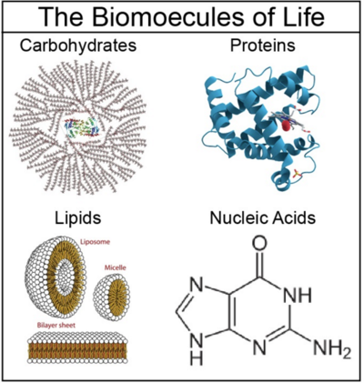 Sb1B Biomolecules Review | Cell Structure Quiz - Quizizz Sb1B Biomolecules Review | Cell Structure Quiz - Quizizz
