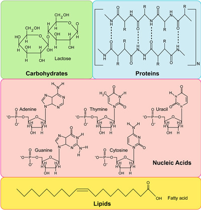 Biomolecules Review | Cell Structure Quiz - Quizizz Biomolecules Review | Cell Structure Quiz - Quizizz