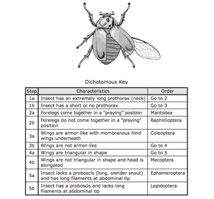 Worksheet Dichotomous Key Worksheet pictures insect dichotomous key worksheet kaessey collection photos kaessey