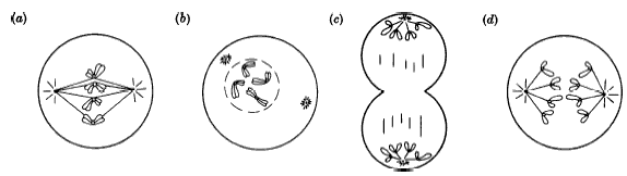 Worksheets Mitosis Worksheet And Diagram Identification Answers mitosis worksheet and diagram identification answer key nqlasers answers irade co quizizz question set biology 8 3 4 quiz