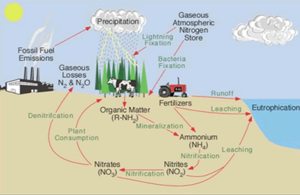 Biogeochemical Cycles | Basic Principles Quiz - Quizizz