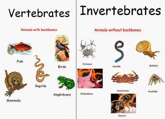 Invertebrates | LAALMEJA