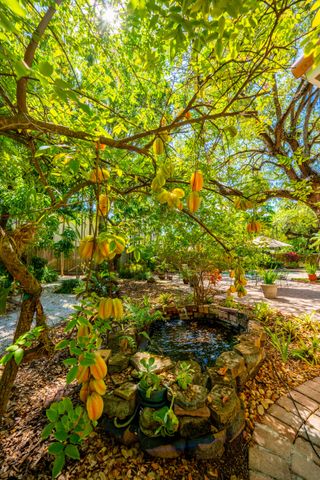 Starfruit Tree in Abundance