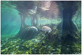 Florida Manatees - Jennifer Adler