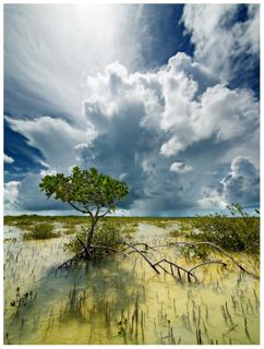 Summer Storm - Paul Marcellini