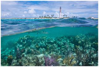 Barracuda at Loggerhead Key - Carlton Ward Jr.
