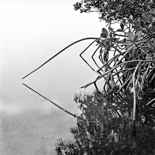 Creek Opening -Benjamin Dimmitt