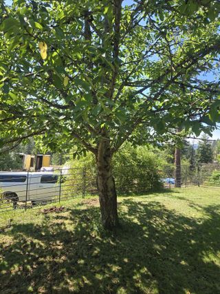 One Of The Cherry Trees