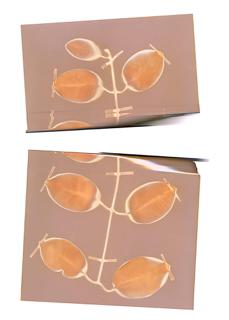 Uraiwo Pango - Kate Robertson