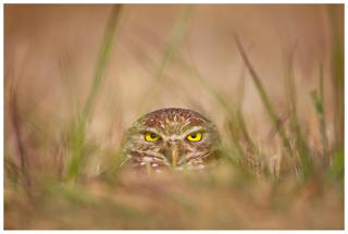 Burrowing Owl - Paul Marcellini