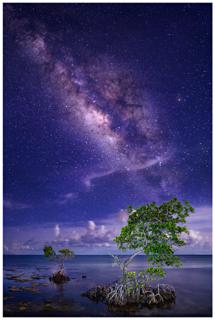 Milky Way and Mangroves - Paul Marcellini