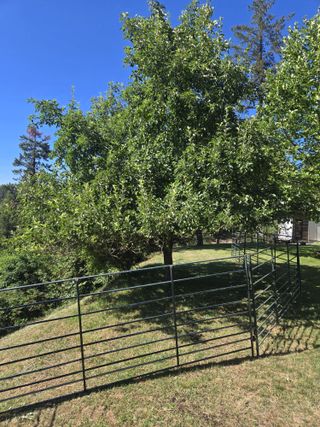 One Of The Apple Trees