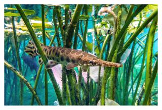 Juvenile Gar - Tessa Skiles