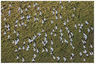 Pelicans in Flight - Mac Stone