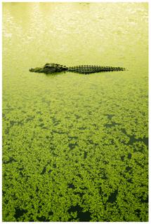 In the Duckweed - Paul Marcellini