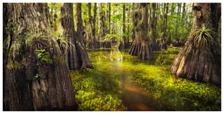 Gator Hook Greens - Paul Marcellini