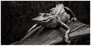 American Alligator - Paul Marcellini