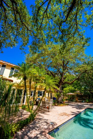 Admiring the Trees from the Backyard
