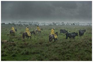 Rain or Shine - Carlton Ward Jr.