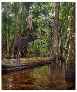 Black Bear - Carlton Ward Jr.