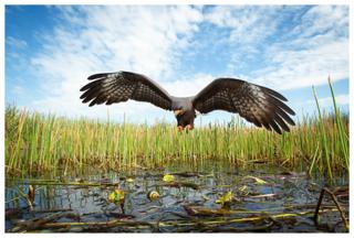 Everglades Snail Kite - Mac Stone