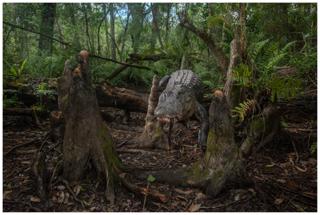 American Alligator - Carlton Ward Jr.