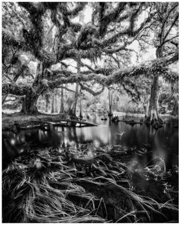 Fisheating Oak - Paul Marcellini