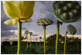 Lotus Study -Mac Stone