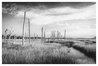 Salt Marsh - Eric Clay