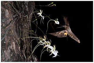 Giant Sphinx Moth - Mac Stone