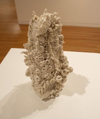 Piping Plover Charadrius melodus view 1