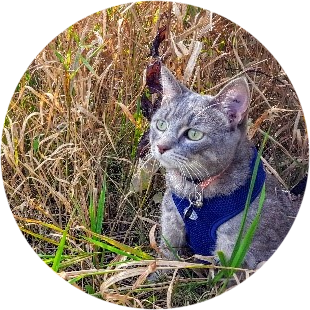 Flute (Certified Adventure Cat)