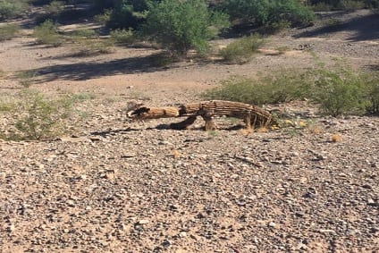 Alligator Sighting in Phoenix