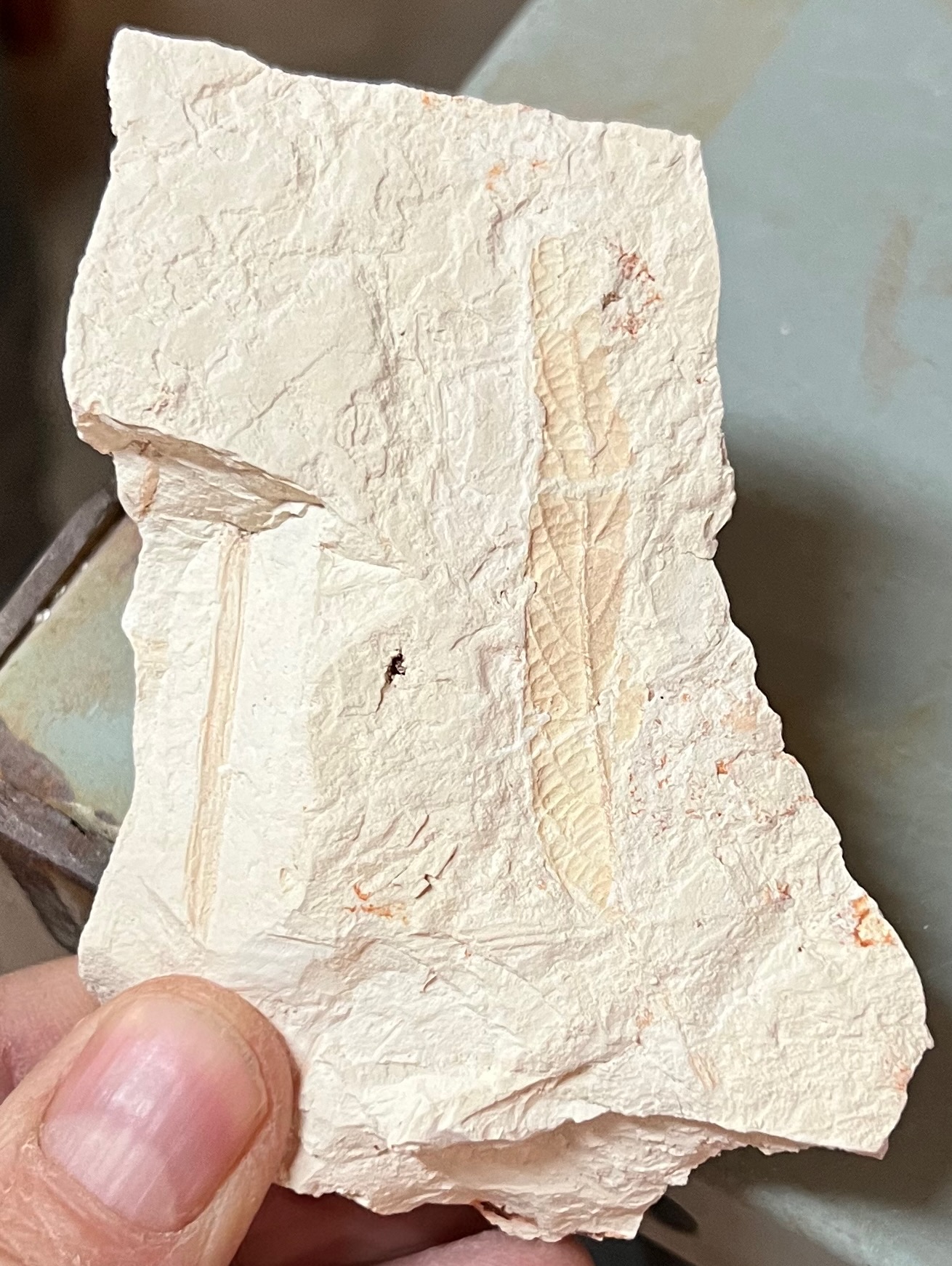 Fossil in Plainsman 3D