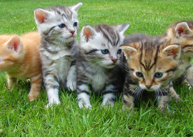 Kittens