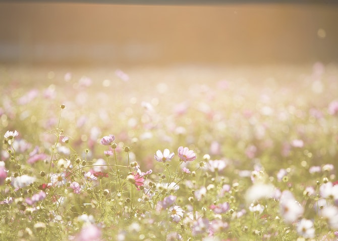Field