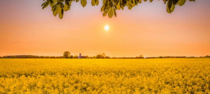 Yellow Sunshine