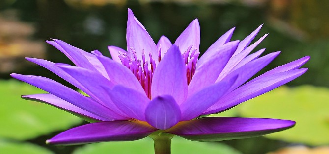 Crown Chakra Foods