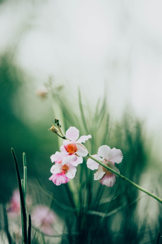 Radiant Blossom